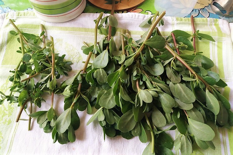 rametti di portulaca pesto di portulaca ammacucenà