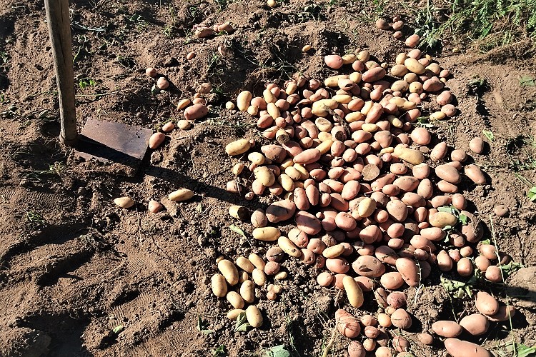 patate appena scavate - foto by ammacucenà cucenellista
