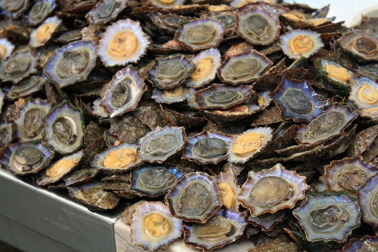 lapas, patelle dell'oceano Atlantico - ammacucena