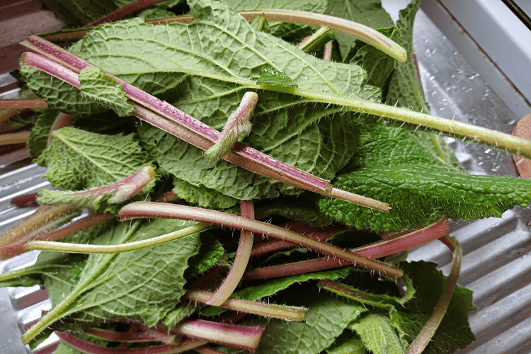 Borragine - Amma cucenà